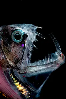 Scary Prints: Sloane's Viperfish