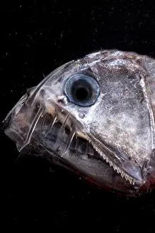 Necton Prints: Sloane's Viperfish