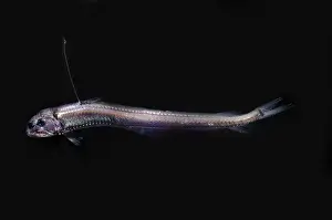Necton Prints: Sloane's Viperfish