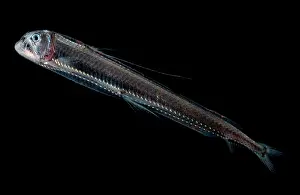 Fish Prints: Sloane's Viperfish