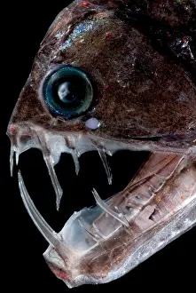 Tooth Prints: Sloane's Viperfish