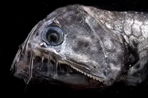 Photophores Prints: Sloane's Viperfish
