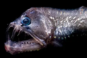 Photophores Prints: Sloane's Viperfish