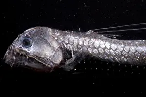Photophores Prints: Sloane's Viperfish