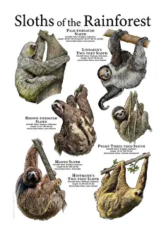 Sloth Prints: Sloths of the Rainforest