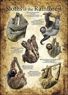 Sloth Prints: Sloths of the Rainforest