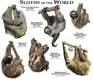 Sloth Prints: Sloths of the World