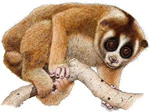 Primate Prints: Slow Loris