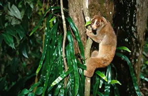 Captive Prints: Slow Loris