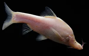 Small Prints: Small Eye Golden Line Barbel