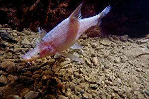 Pigment Prints: Small-eyed Golden Line Barbel (Sinocyclecheilus microphthalmus)