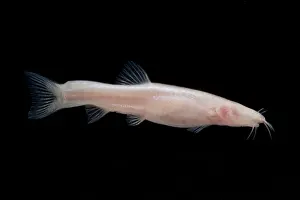 Headed Prints: Small Headed Cave Loach