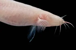 Headed Prints: Small Headed Cave Loach