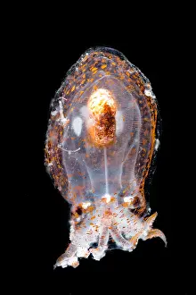 Cephalopod Prints: Small mesopelagic octopus (Bolitaena pygmaea)