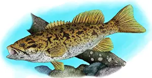 Sport Prints: Smallmouth bass