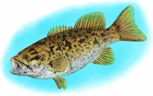 Bass Prints: Smallmouth Bass