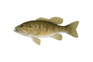 Freshwater Prints: Smallmouth Bass