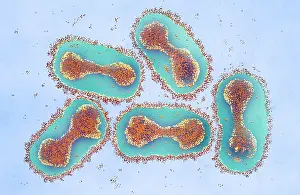 Micrograph Prints: Smallpox Virus TEM, Under the Microscope