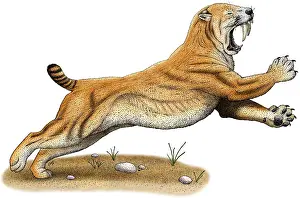 Extinct Prints: Smilodon (Saber-Toothed Tiger)