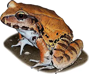 France Prints: Smoky Jungle Frog, Illustration