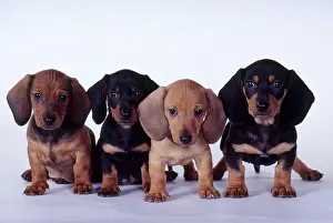 Bred Prints: Four Smooth-coated Dachshund Puppies