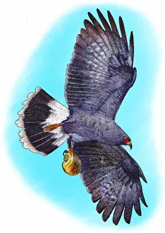 Flying Prints: Snail kite