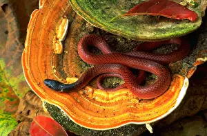 Snake Prints: Snake on bracket fungus