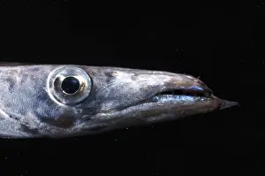 Lined Prints: Snake Mackerel