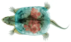 Reptiles Prints: Snapping Turtle, X-Ray