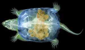 Reptiles Prints: Snapping Turtle, X-Ray