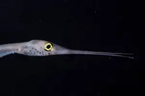 Snipe Eel