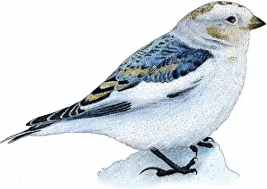 Tundra Prints: Snow bunting