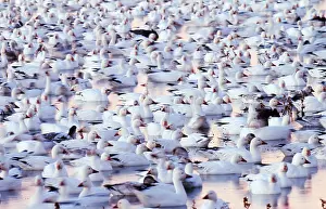 Fauna Prints: Snow Geese