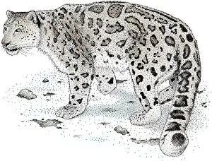 Big Cats Prints: Snow Leopard