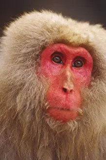 Nature, History, Science Prints: Snow monkey, Japan