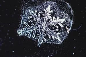 Crystal Prints: Snowflake