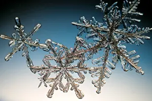 Form Prints: Snowflake