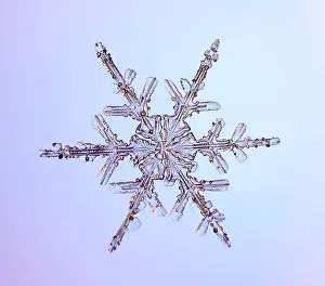 Form Prints: Snowflake