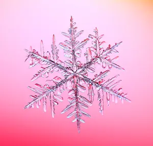 Form Prints: Snowflake