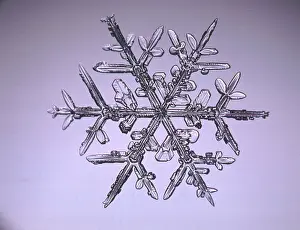 Waters Prints: Snowflake