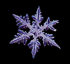 Mixed Science Images Prints: Snowflake