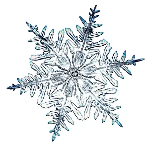 Micrograph Prints: Snowflake