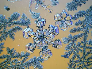 Card Prints: Snowflake under a microscope