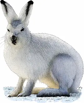 Hare Prints: Snowshoe Hare