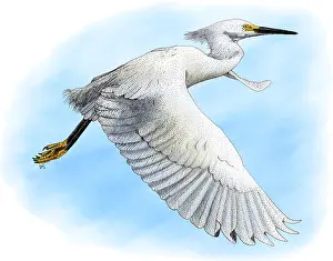 Heron Prints: Snowy Egret
