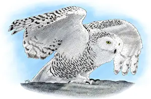 Bubo Prints: Snowy Owl