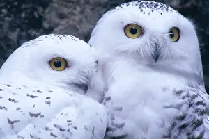 : Snowy owls
