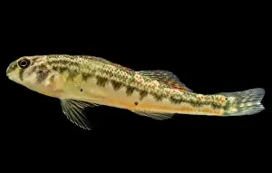 Little Prints: Snubnose Darter (Etheostoma simoterum)