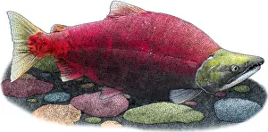 Salmonidae Prints: Sockeye Salmon