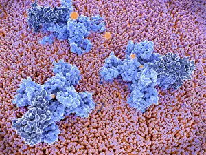 Model Prints: Sodium Channel Transporting Sodium Ions Through Cell Membrane